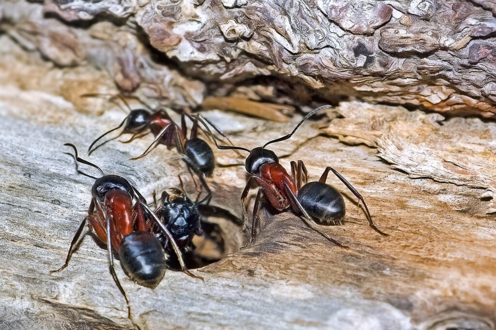 ants, insects, camponotus ligniperda, carpenter ant, red ant, black brown ant, hymenoptera, colony, entomology, near, pentax k10, ants, ants, ants, ants, ants, carpenter ant, carpenter ant, carpenter ant