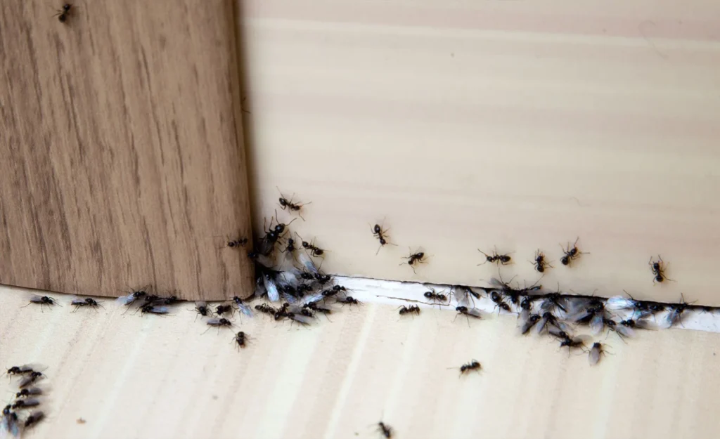 Davie, FL Has a Pest Problem That Most Broward Towns Don’t – Here’s What’s Behind It