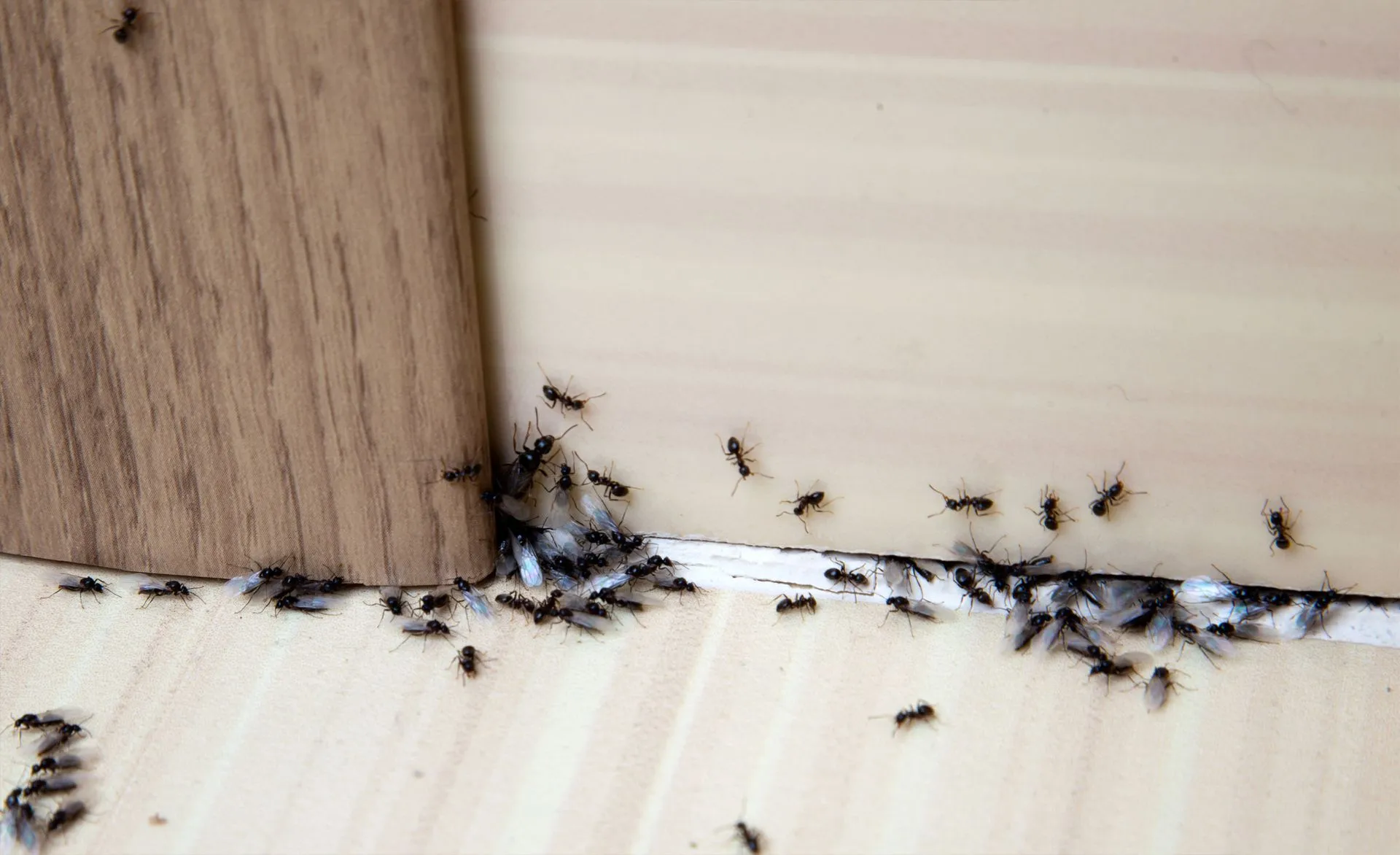 ant-control-bg