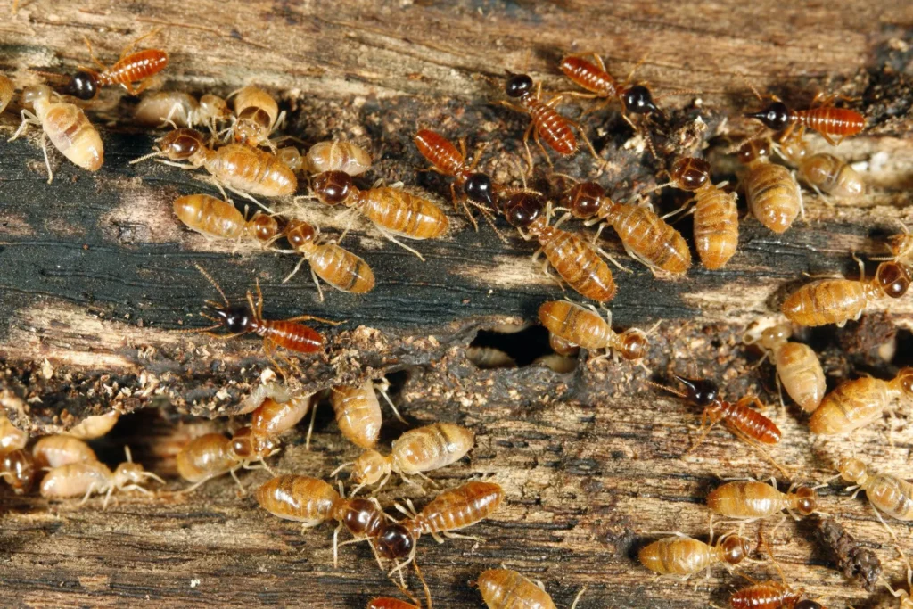 Termite Pest Control
