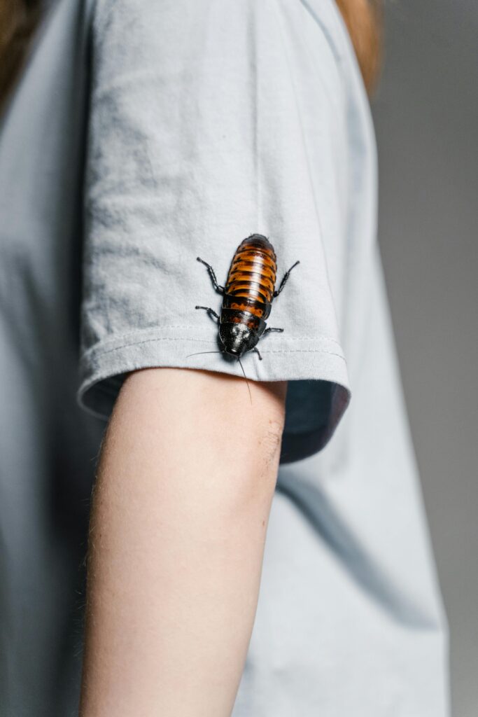 A close-up of a Madagascar hissing cockroach perched on a person's arm in a gray shirt.