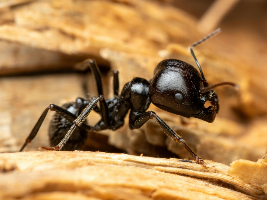 Why You Need an Ant Exterminator in Broward County for Lasting Relief