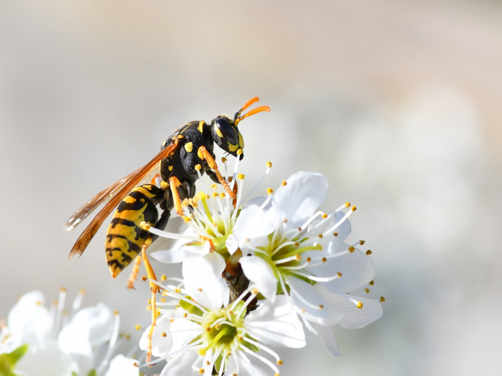 Need an Exterminator Near Me Bees and Wasps? We’re Ready to Help