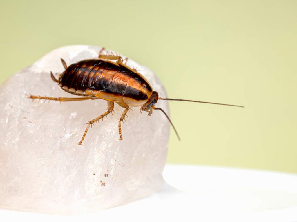 How a Cockroach Control Service Helps Protect Your Family’s Health