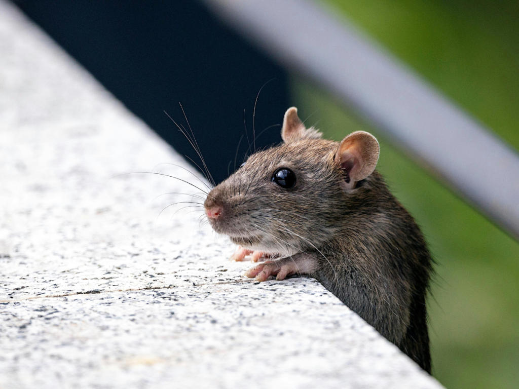 How Wildlife Removal Services Help Protect Florida Homes and Businesses