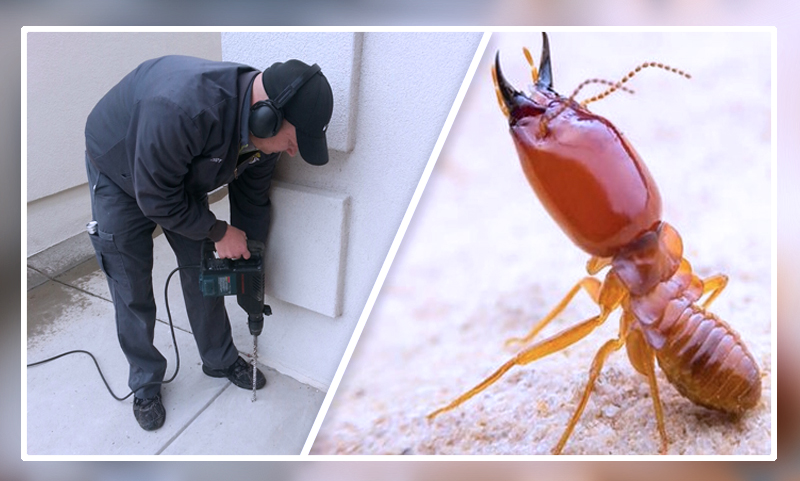 Is Your Home Really Safe? Trusted Pest Control in Weston Explained
