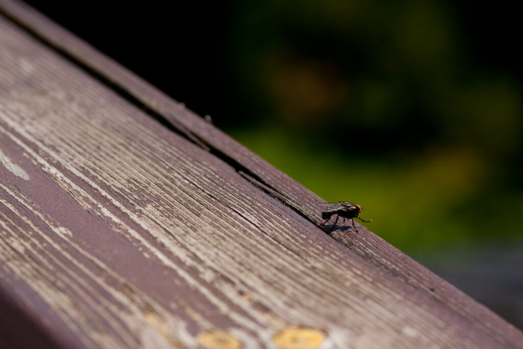 Found Wings on Your Windowsill? 5 Termite Signs Deerfield Beach Homes Can’t Ignore